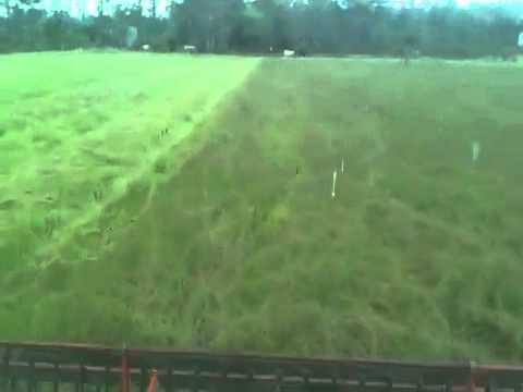 how to harvest grass seed by hand