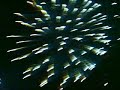 Fireworks Fireworks