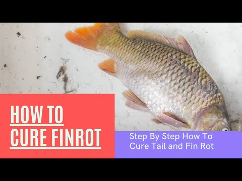 how to cure fin rot