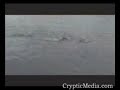 Potw�r z Lochness Uchwycony Kamer? Amatorsk?!!
