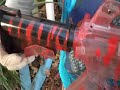 how to paint red tiger camo