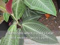 Botany