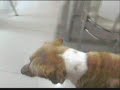 Romão Falando Romão Falando