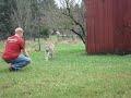 Greeting a Bobcat