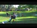 run amuk flyball team run amuk flyball team