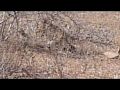 South Africa - Safari - Kruger Park