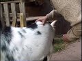 Ziegenbehandlung