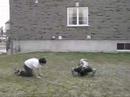 White wool sheep takeover