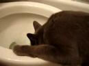 Toilet Drinker