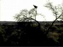 Fish eagle conversation