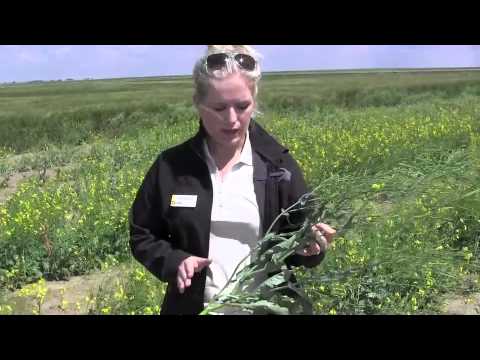 canola - Tiffany Martinka of the Canola Council of Canada helps http://www.canolaschool.com viewers determine when they should swath their canola.