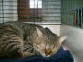 Boromir à adopter