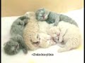 Teresa Teng - Yue Liang Dai Biao Wo De Xin (Lovely Kitten) Teresa Teng - Yue Liang Dai Biao Wo De Xin (Lovely Kitten)