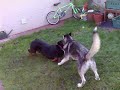 Rottweiler vs Northen Inuit Rottweiler vs Northen Inuit