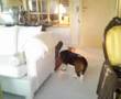 videos de Hallo, er her mon nogen