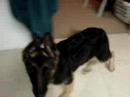 Heres a bit of what you get when you get a 3 month old german shepherd puppy!