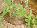 Mountain Field Herping: Tons of Northern Water Snakes
