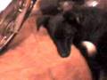 videos de gatos y perro