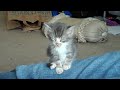 Sleepy Kitten