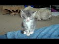 Kitten Falling Asleep Sitting Up
