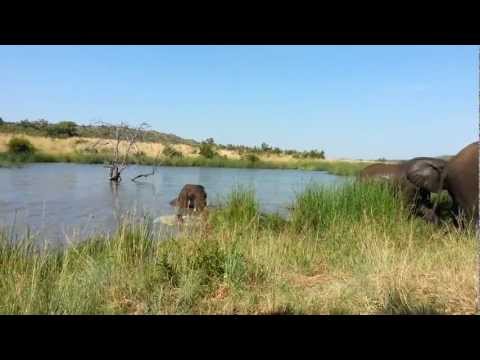 South Africa Wildlife – Pilanesberg Game Reserve / National Park [Elephants]