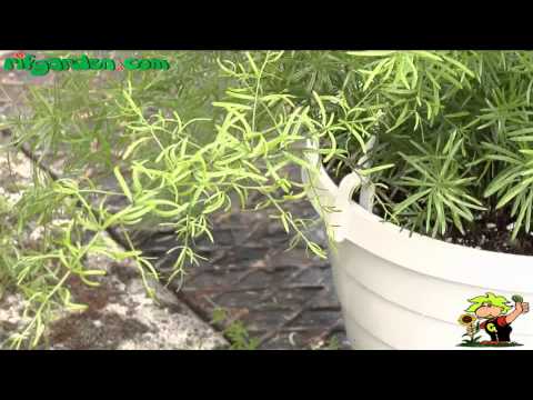 how to transplant asparagus fern