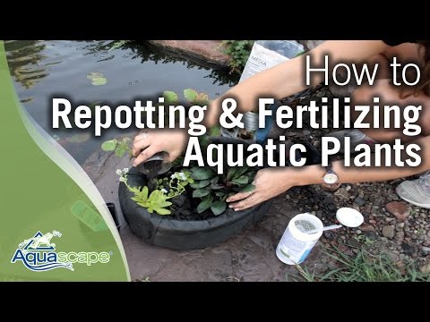 how to fertilize pond plants