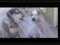 Romantic Dog Wedding with cat friends