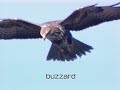 hovering