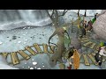 An 'Ent'ertaing Advert (Re-Cut) - Golden Gnome Video Awards 2011 - Flumpybear