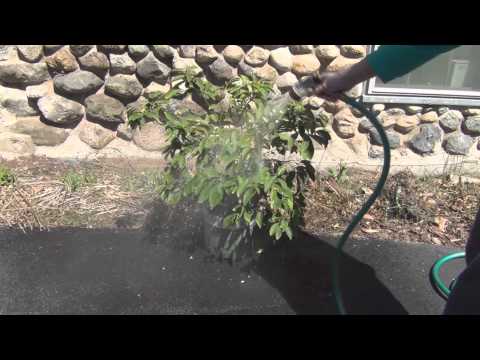 how to control whitefly