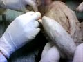 cat dissection 2 cat dissection 2