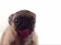 Screen Licking Pug
