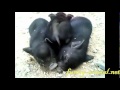 Funny piglet sleeping