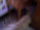 boby mi perro coquetòn 2