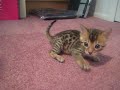 5 week old bengal kitten