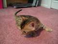 5 week old bengal