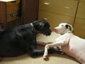 Contributing to the Delinquency of a  Great   Dane  (Goblin)