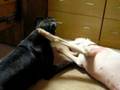 Contributing to the Delinquency of a Great Dane (Goblin)