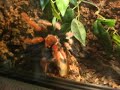 ptasznik vs karaczan (Brachypelma boehmei VS cockroach)