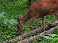 Deer at Mt Rainier