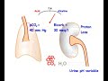 Metabolic Alkalosis
