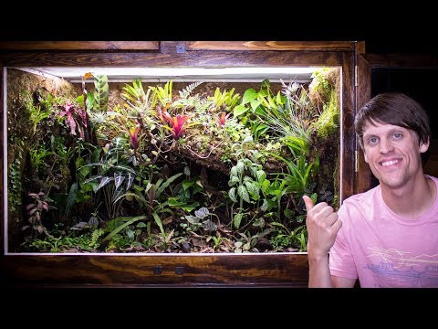 YouTube reptile video