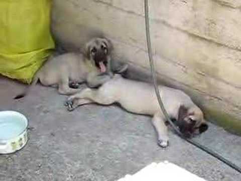 KANGAL YAVRUSU