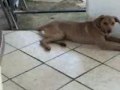 videos de coisa mais fofa