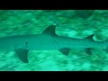 2008 Maldives Shark Niko