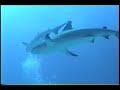 Shark feed Bimini Bahamas Shark feed Bimini Bahamas
