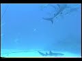 Shark feed Bimini Bahamas