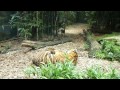 Sydney Zoo (Taronga) Tiger cubs playing with their mom.