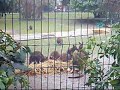 jannes &berend in parijs: menagerie Jardin des Plantes